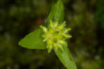 Sharplobe hepatica